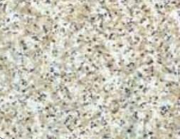 Shelf Mat Kittrich Corp 05F-C6P46-06 Grip Prints ™, 12" Width x 5 Feet Length, Beige Granite - Young Farts RV Parts